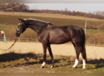Westfale, Stute, 6 Jahre, 163 cm, Rappe