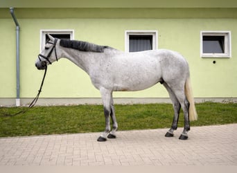 Westfale, Stute, 6 Jahre, 163 cm, Schimmel