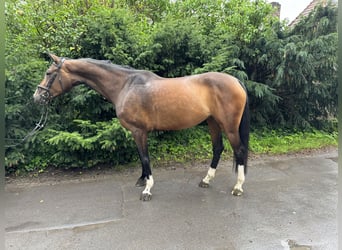 Westfale, Stute, 6 Jahre, 164 cm, Brauner