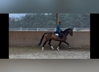 Westfale, Stute, 6 Jahre, 164 cm, Brauner