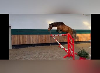 Westfale, Stute, 6 Jahre, 164 cm, Brauner