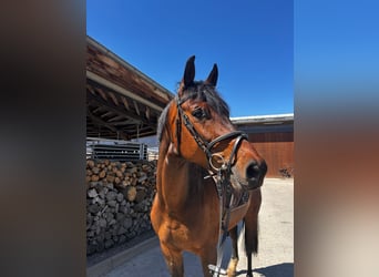 Westfale, Stute, 6 Jahre, 164 cm, Brauner