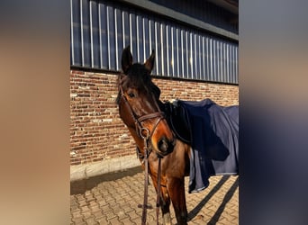 Westfale, Stute, 6 Jahre, 164 cm, Brauner