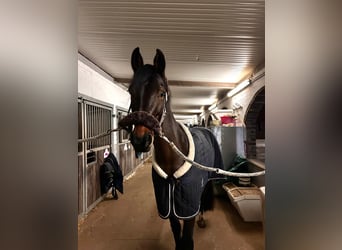 Westfale, Stute, 6 Jahre, 164 cm, Brauner