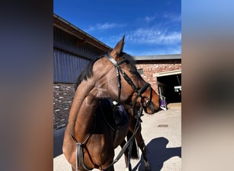 Westfale, Stute, 6 Jahre, 164 cm, Brauner