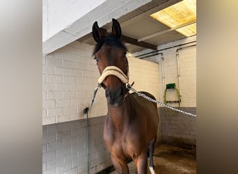 Westfale, Stute, 6 Jahre, 164 cm, Brauner