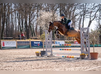 Westfale, Stute, 6 Jahre, 164 cm, Brauner