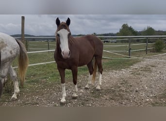 Westfale, Stute, 6 Jahre, 164 cm, Fuchs