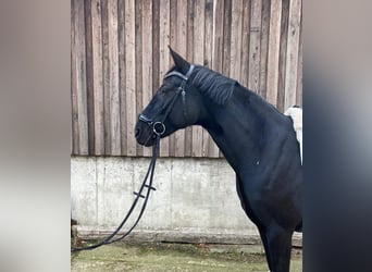 Westfale, Stute, 6 Jahre, 164 cm, Rappe
