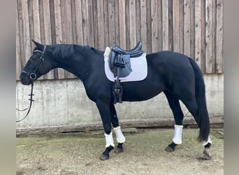 Westfale, Stute, 6 Jahre, 164 cm, Rappe