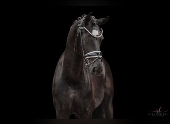 Westfale, Stute, 6 Jahre, 164 cm, Rappe