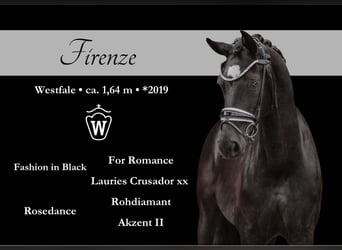 Westfale, Stute, 6 Jahre, 164 cm, Rappe