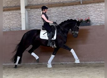 Westfale, Stute, 6 Jahre, 164 cm, Rappe