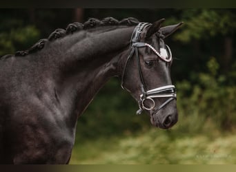 Westfale, Stute, 6 Jahre, 164 cm, Rappe
