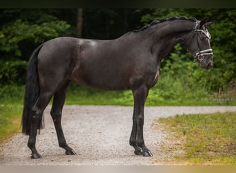 Westfale, Stute, 6 Jahre, 164 cm, Rappe