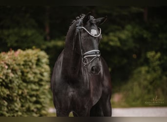 Westfale, Stute, 6 Jahre, 164 cm, Rappe