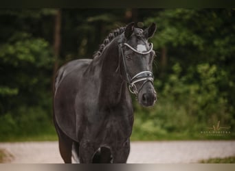 Westfale, Stute, 6 Jahre, 164 cm, Rappe