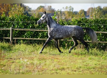 Westfale, Stute, 6 Jahre, 165 cm, Apfelschimmel
