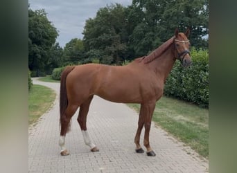 Westfale, Stute, 6 Jahre, 165 cm, Fuchs