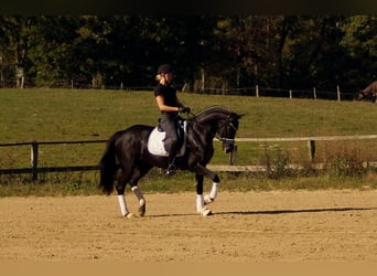 Westfale, Stute, 6 Jahre, 165 cm, Rappe