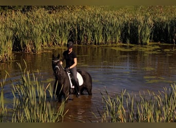 Westfale, Stute, 6 Jahre, 165 cm, Rappe