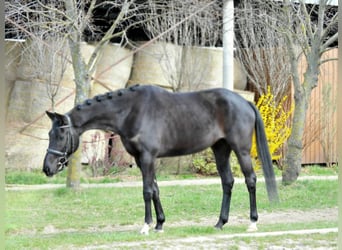 Westfale, Stute, 6 Jahre, 165 cm, Rappe