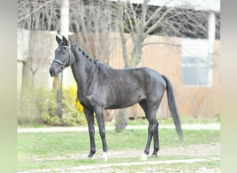 Westfale, Stute, 6 Jahre, 165 cm, Rappe