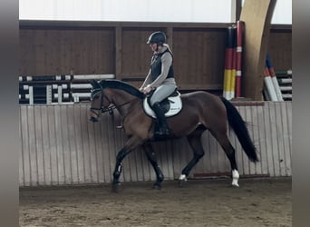 Westfale, Stute, 6 Jahre, 166 cm, Brauner