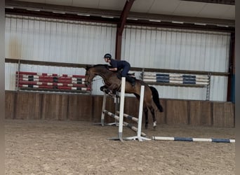Westfale, Stute, 6 Jahre, 166 cm, Brauner