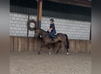Westfale, Stute, 6 Jahre, 166 cm, Brauner