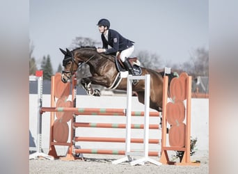 Westfale, Stute, 6 Jahre, 166 cm, Dunkelbrauner