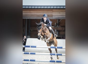 Westfale, Stute, 6 Jahre, 166 cm, Dunkelbrauner