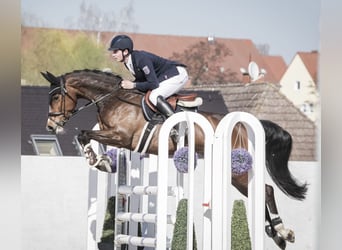 Westfale, Stute, 6 Jahre, 166 cm, Dunkelbrauner