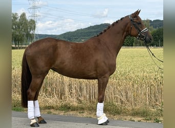 Westfale, Stute, 6 Jahre, 166 cm, Fuchs