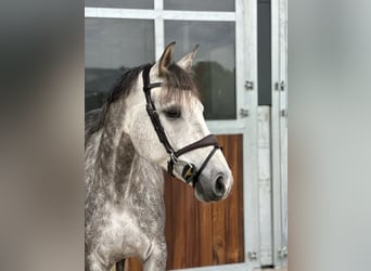 Westfale, Stute, 6 Jahre, 166 cm, Schimmel