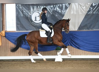 Westfale, Stute, 6 Jahre, 167 cm, Brauner