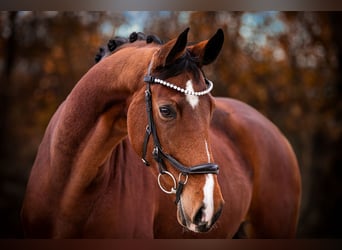 Westfale, Stute, 6 Jahre, 167 cm, Brauner