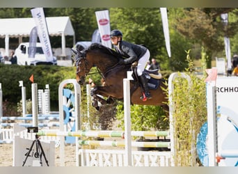 Westfale, Stute, 6 Jahre, 167 cm, Brauner