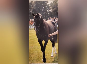 Westfale, Stute, 6 Jahre, 167 cm, Dunkelfuchs
