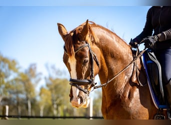 Westfale, Stute, 6 Jahre, 167 cm, Fuchs