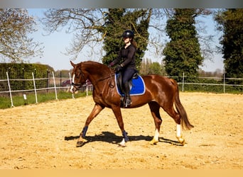 Westfale, Stute, 6 Jahre, 167 cm, Fuchs