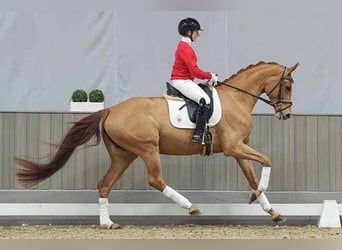 Westfale, Stute, 6 Jahre, 167 cm, Fuchs