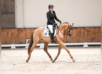 Westfale, Stute, 6 Jahre, 167 cm, Fuchs