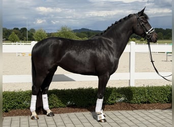 Westfale, Stute, 6 Jahre, 167 cm, Rappe