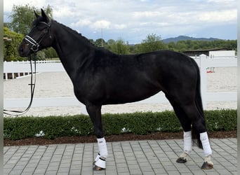 Westfale, Stute, 6 Jahre, 167 cm, Rappe
