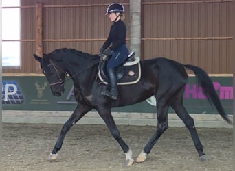 Westfale, Stute, 6 Jahre, 167 cm, Rappe