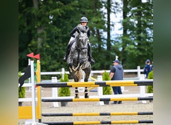 Westfale, Stute, 6 Jahre, 167 cm, Rappschimmel