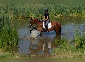 Westfale, Stute, 6 Jahre, 168 cm, Brauner