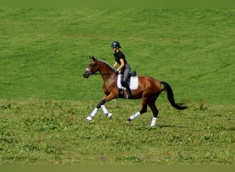 Westfale, Stute, 6 Jahre, 168 cm, Brauner