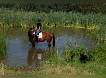 Westfale, Stute, 6 Jahre, 168 cm, Brauner